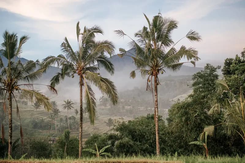 Palmbomen boven een groen dal met mist in Indonesië
