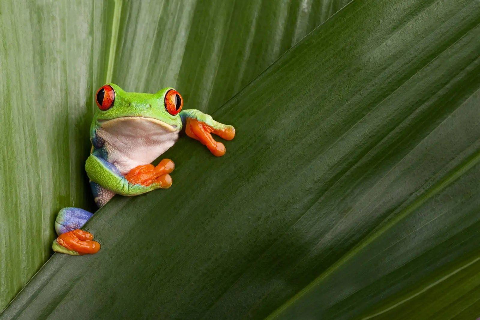 Een roodoogmakikikker op een groen blad in het regenwoud