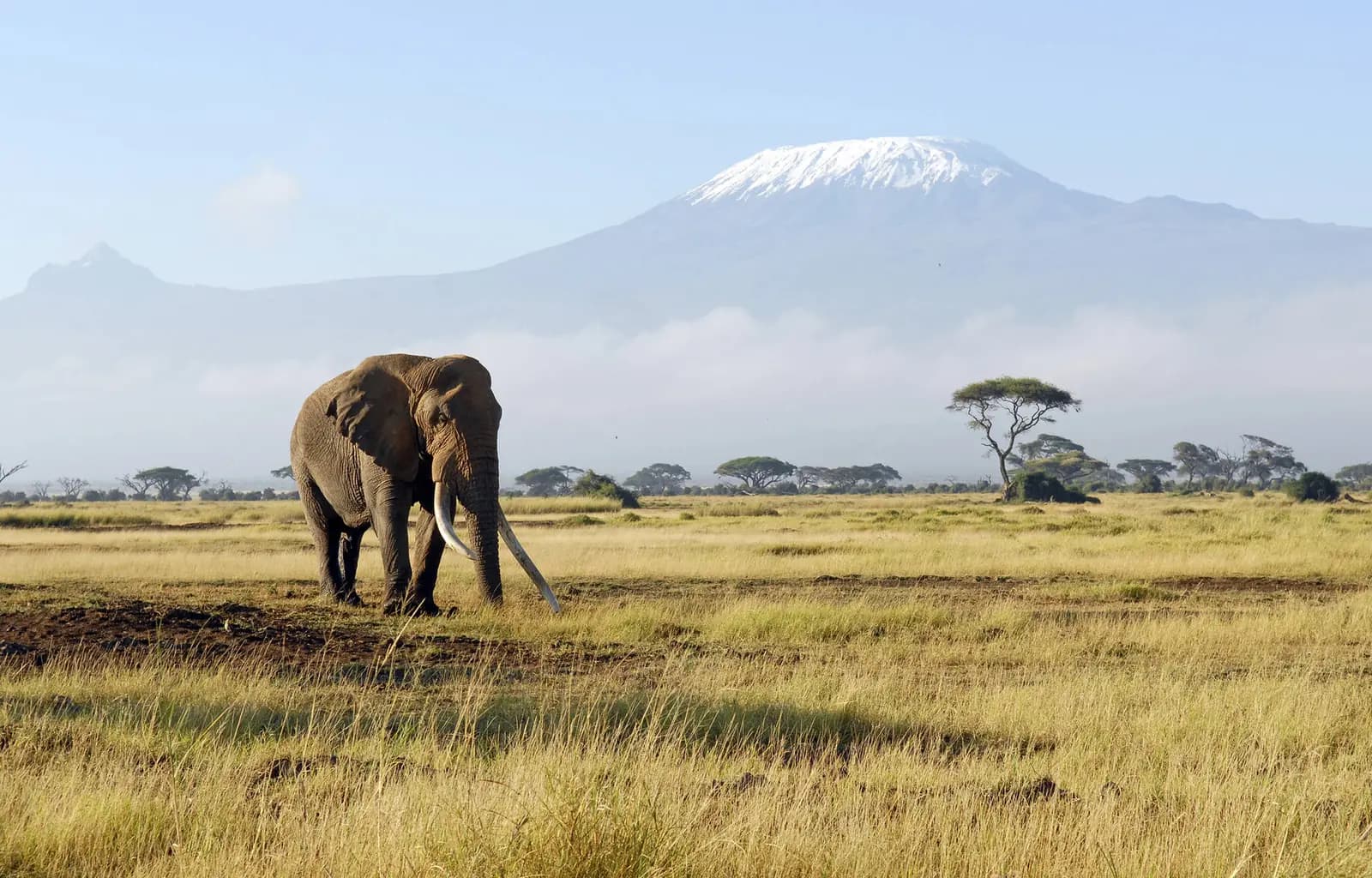 Een olifant op de savanne met de besneeuwde Kilimanjaro op de achtergrond